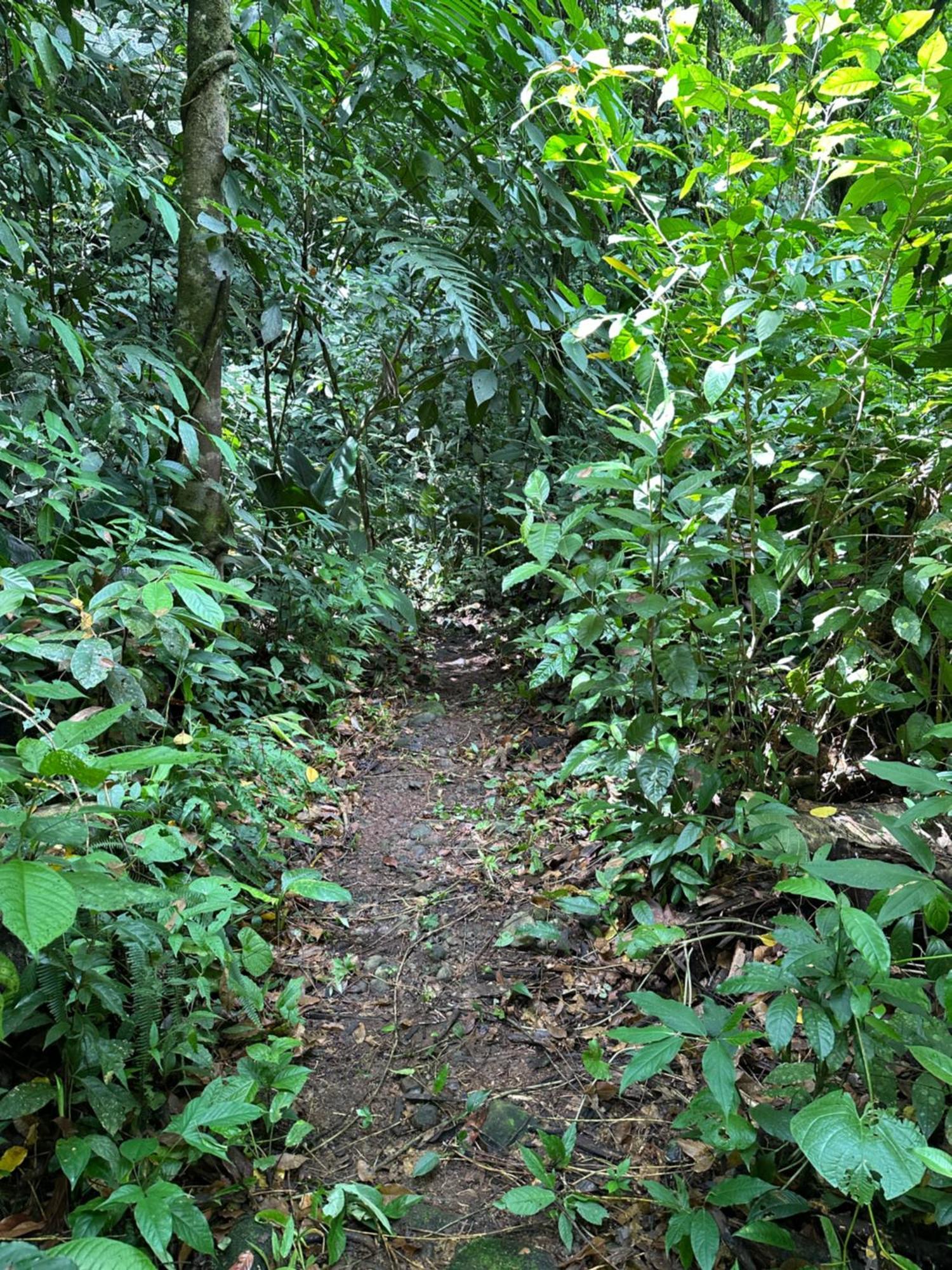 Casa Rio Blanco Eco Friendly B&B Guapiles Bagian luar foto
